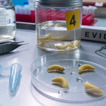 Perfiles Criminalese